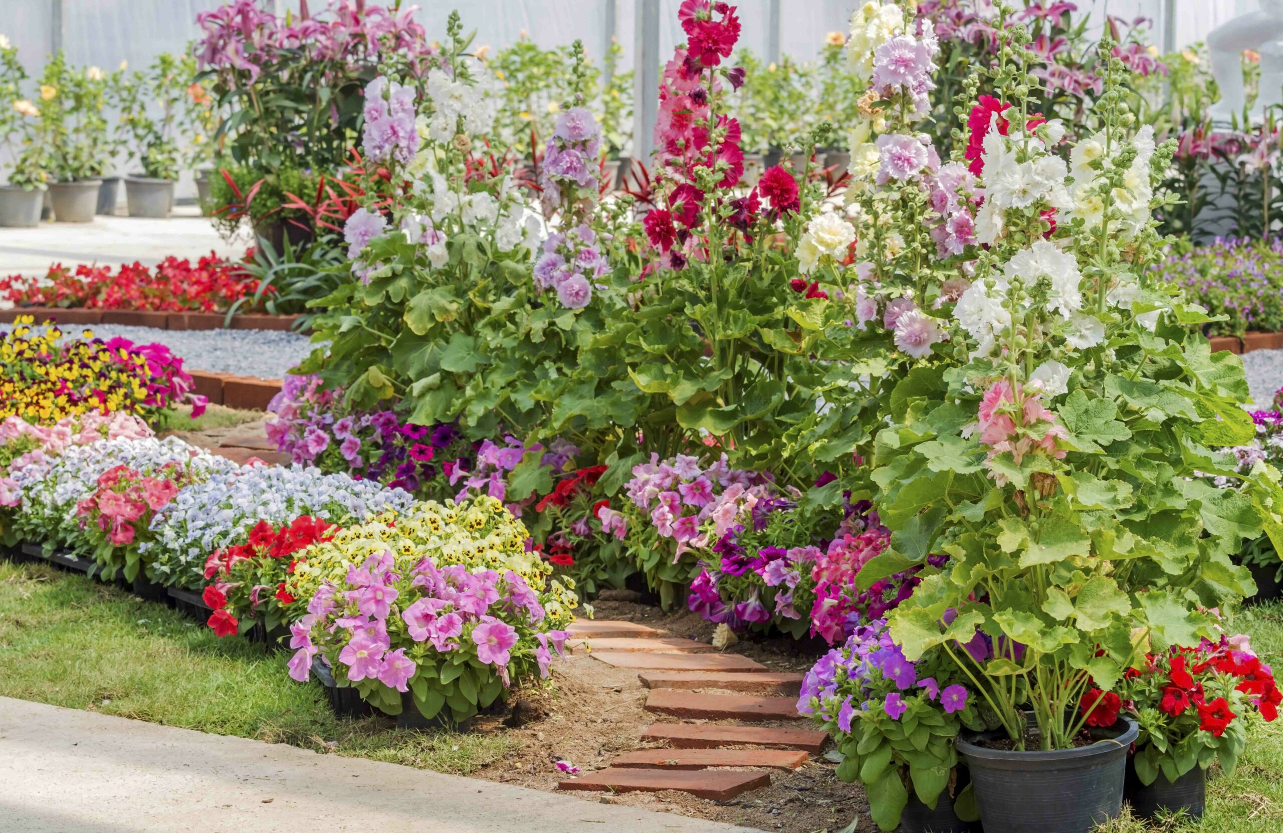 Ornamental Plant Health Problems Culbac Plant Solutions